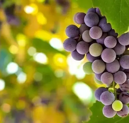 Chateau Perrin D'hoge