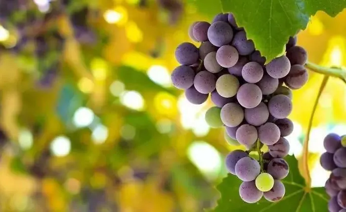 Chateau Perrin D'hoge